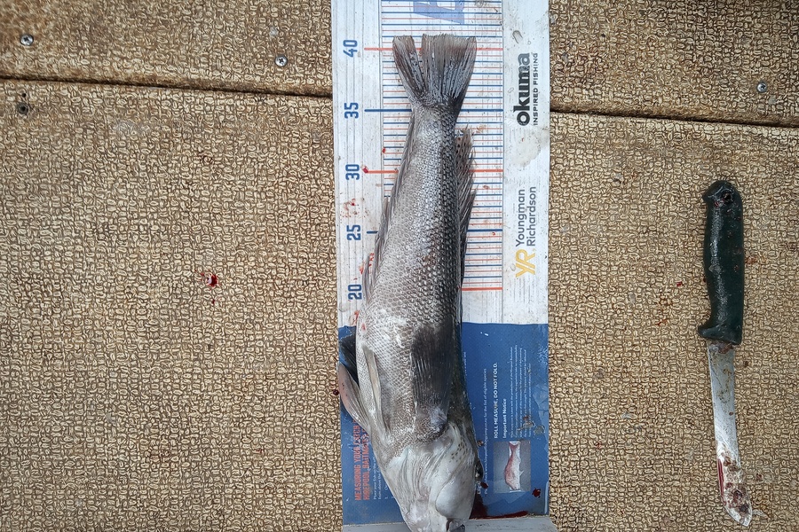 Mike Ashton caught this 41.0cm Blue Cod at Otago harbour during The Hirepool Baitmates Fishing Comp