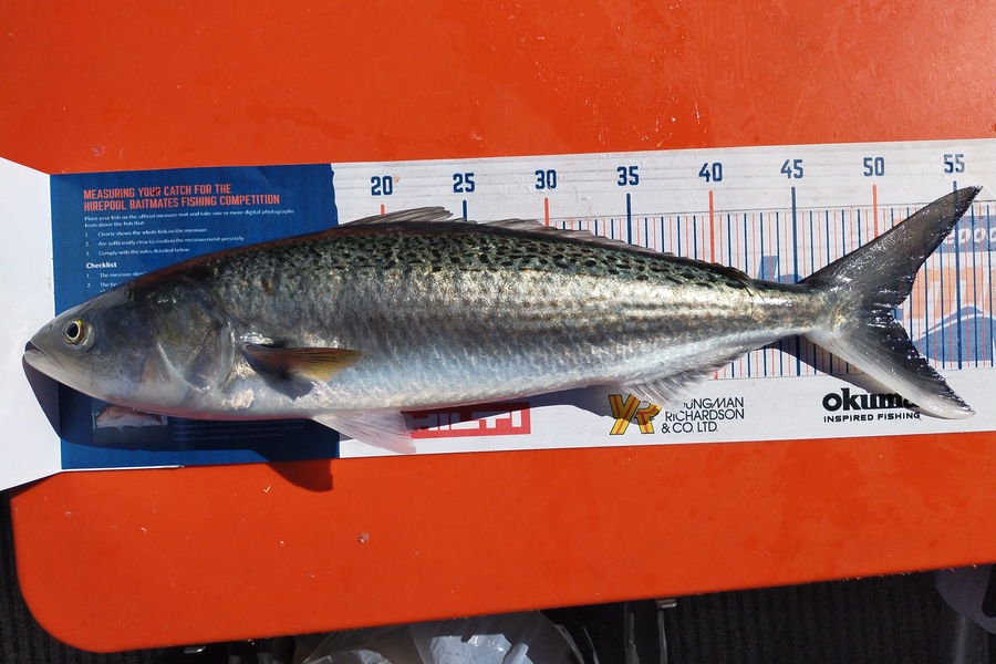 Wayne Farrow caught this 50.5cm Kahawai at Whakatane during The Hirepool Baitmates Fishing Comp
