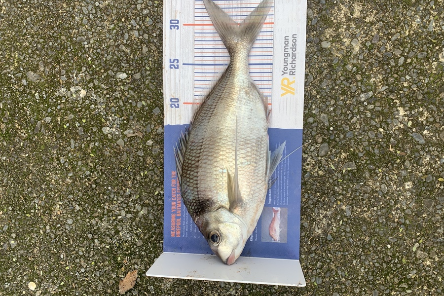 Chris Senior caught this 30.0cm Tarakihi at Mana Island during The Hirepool Baitmates Fishing Comp
