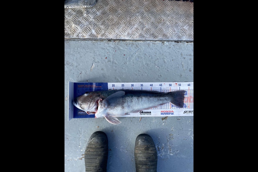 Timmy Richardson caught this 57.0cm Blue Cod at Otago  during The Hirepool Baitmates Fishing Comp