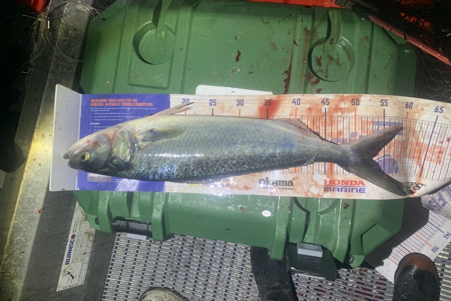 Josh Bolton caught this 53.0cm Kahawai at Wellington during The Hirepool Baitmates Fishing Comp
