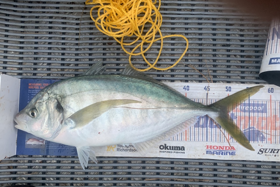 Josh Bolton caught this 50.0cm Trevally at Wellington  during The Hirepool Baitmates Fishing Comp