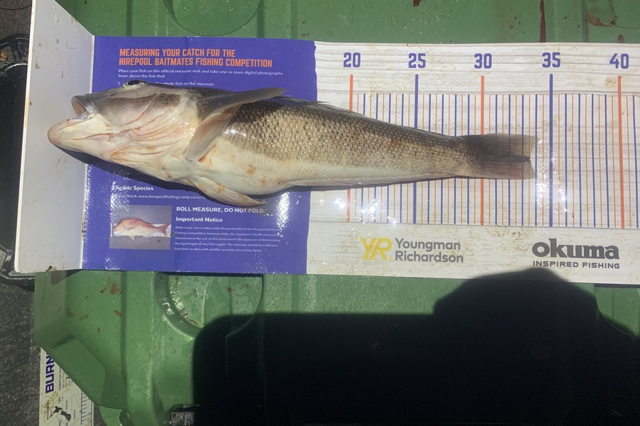 Josh Bolton caught this 33.5cm Blue Cod at Wellington during The Hirepool Baitmates Fishing Comp