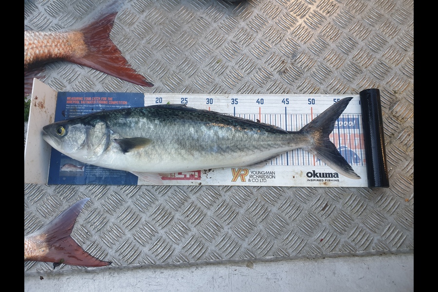 Rodney Niven caught this 53.0cm Kahawai at Mana during The Hirepool Baitmates Fishing Comp