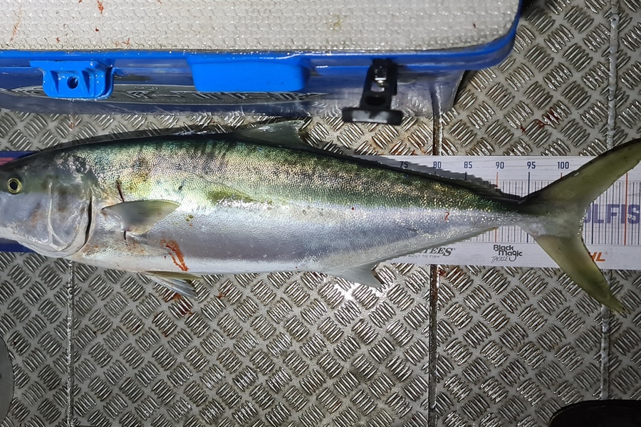 Bevan Harris caught this 103.0cm Kingfish at Waitara during The Hirepool Baitmates Fishing Comp