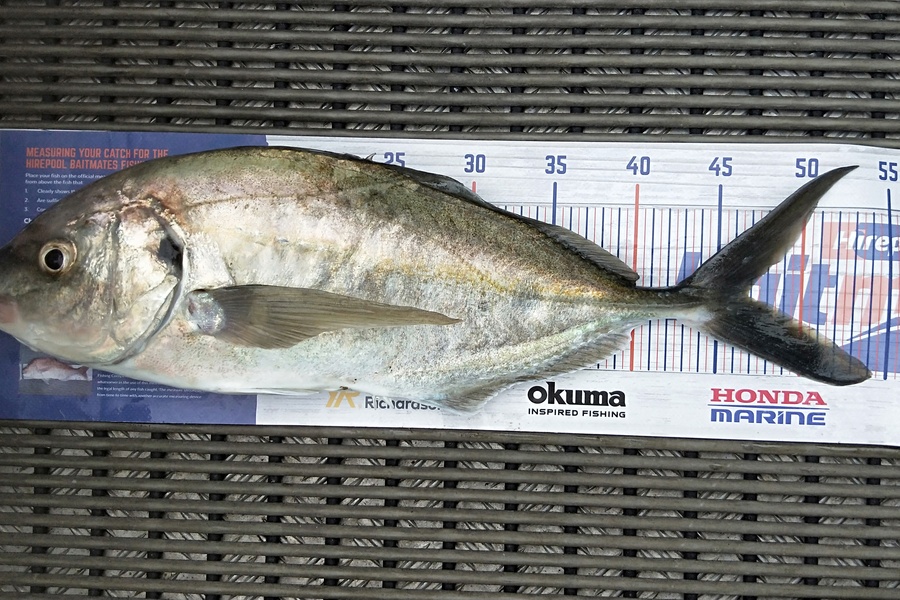 Harold Webber caught this 46.5cm Trevally at Motiti island during The Hirepool Baitmates Fishing Comp