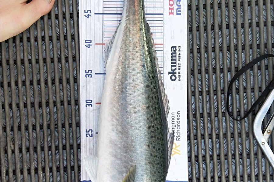 Harold Webber caught this 53.5cm Kahawai at Maketu during The Hirepool Baitmates Fishing Comp