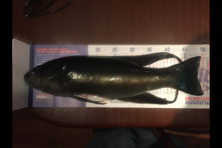 Andris Martins caught this 48.0cm Butterfish at Makara, Wellington during The Hirepool Baitmates Fishing Comp