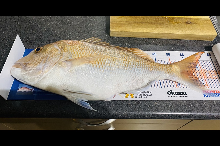Eric Vasquez caught this 57.5cm Snapper at West coast  during The Hirepool Baitmates Fishing Comp