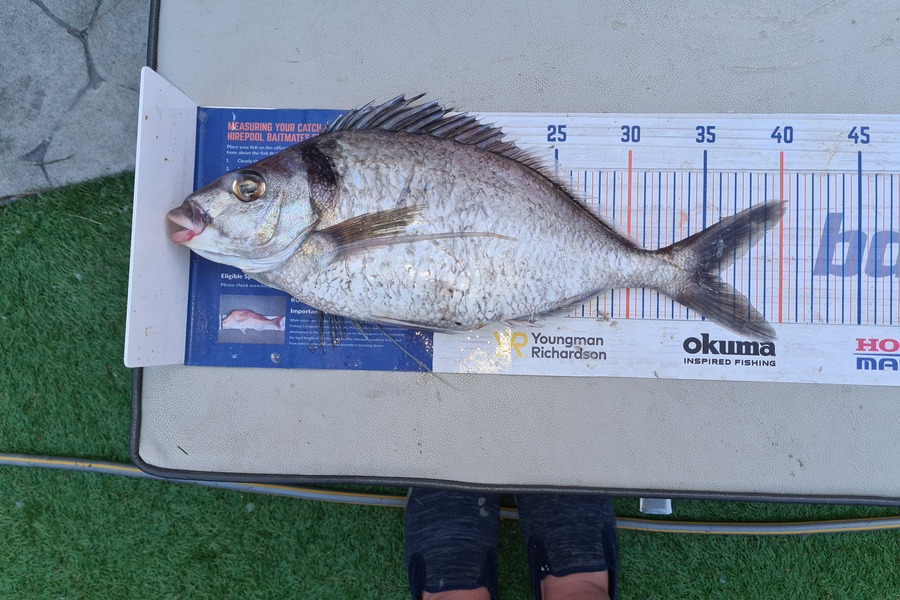 David Kovacs caught this 36.0cm Tarakihi at Wellington west during The Hirepool Baitmates Fishing Comp
