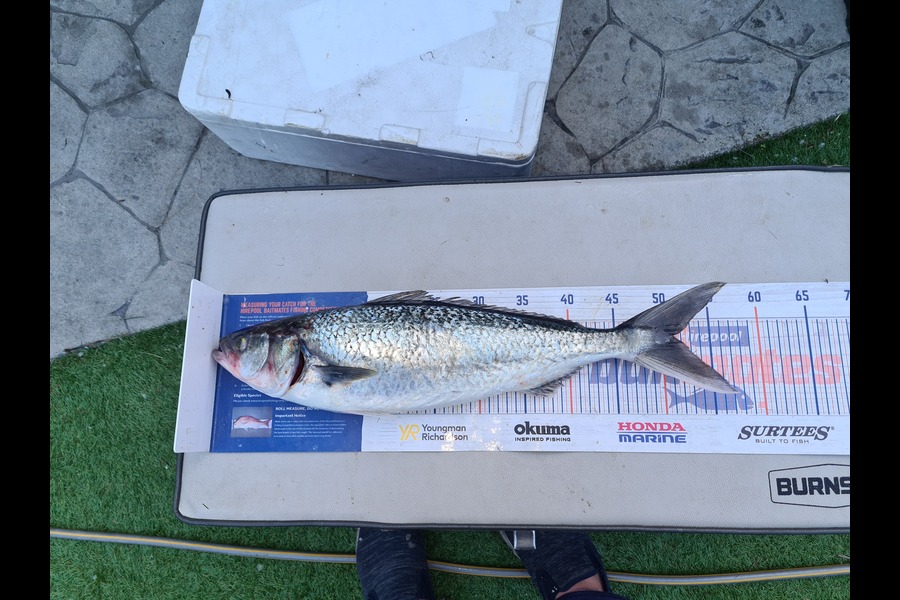 David Kovacs caught this 51.0cm Kahawai at Wellington west during The Hirepool Baitmates Fishing Comp