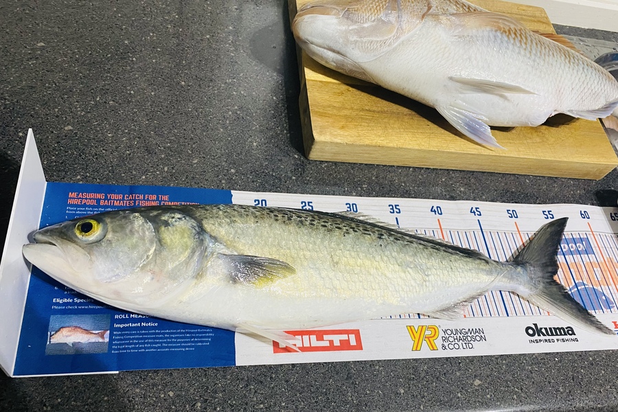 Eric Vasquez caught this 52.0cm Kahawai at West coast  during The Hirepool Baitmates Fishing Comp