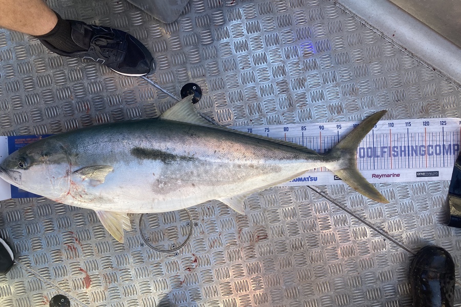 Jason Anderson caught this 100.0cm Kingfish at Marlborough Sounds  during The Hirepool Baitmates Fishing Comp
