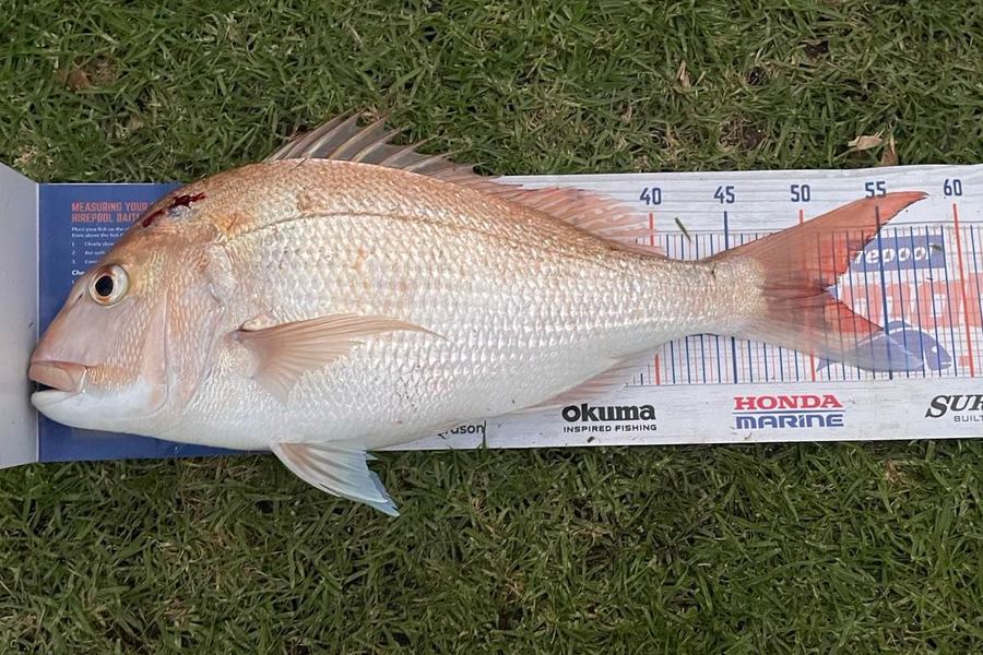 Janeve Green caught this 51.0cm Snapper at Coromandel Mussel Farms during The Hirepool Baitmates Fishing Comp