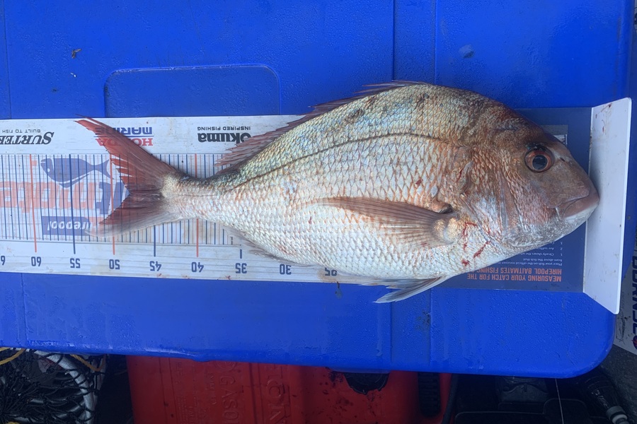 Josh Bolton caught this 48.0cm Snapper at Wellington during The Hirepool Baitmates Fishing Comp