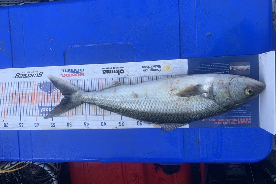 Josh Bolton caught this 50.5cm Kahawai at Wellington during The Hirepool Baitmates Fishing Comp