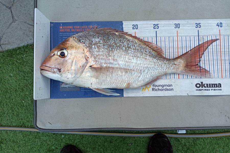 Duncan Pringle caught this 34.5cm Snapper at Wellington west during The Hirepool Baitmates Fishing Comp