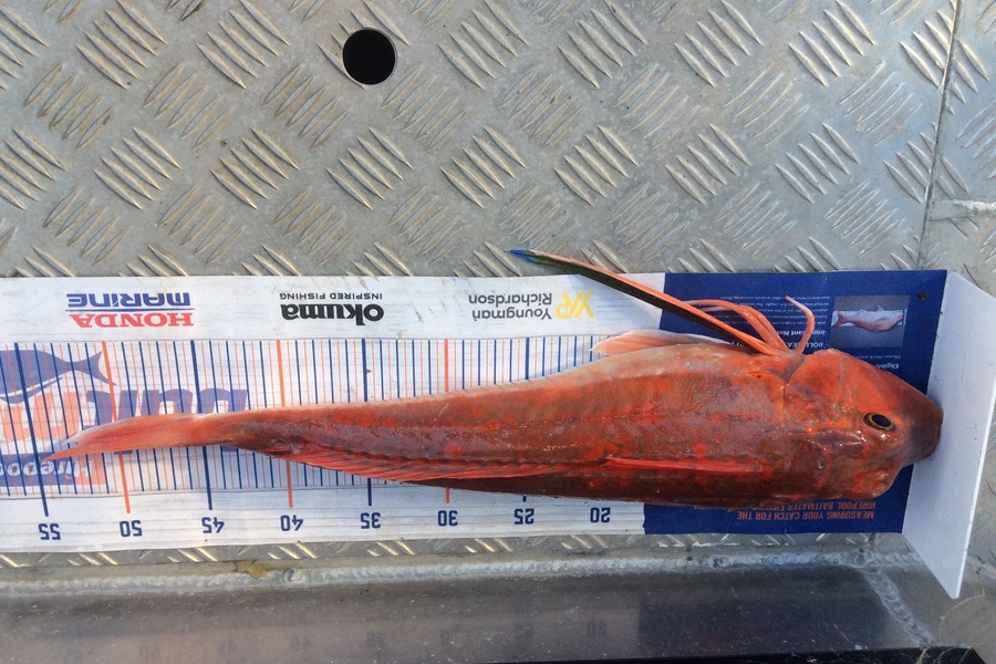 Zoe Henderson caught this 52.0cm Gurnard at Kapiti Island  during The Hirepool Baitmates Fishing Comp