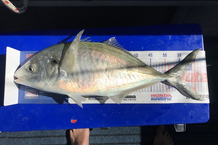 John Morris caught this 55.5cm Trevally at Tauranga harbour  during The Hirepool Baitmates Fishing Comp