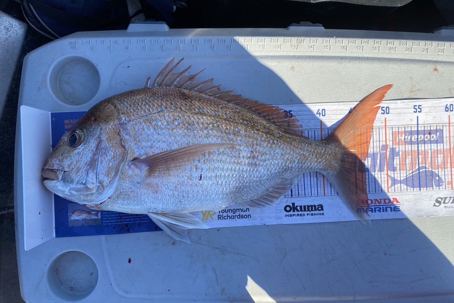 Luke Tobin caught this 46.5cm Snapper at Kapiti coast  during The Hirepool Baitmates Fishing Comp