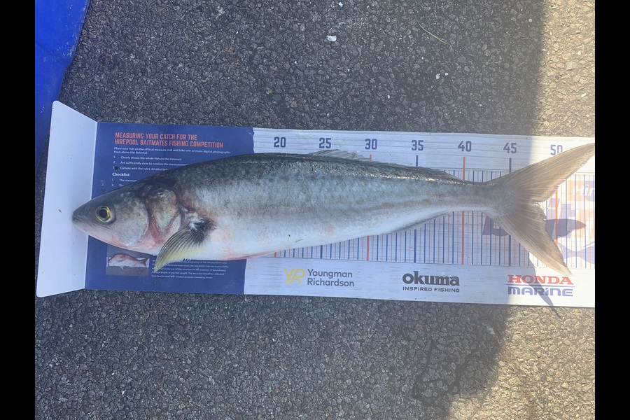 Graeme Duncan caught this 48.0cm Kahawai at Bop during The Hirepool Baitmates Fishing Comp