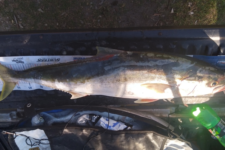 Wayne Hickman caught this 96.0cm Kingfish at Eastern Bay of Plenty  during The Hirepool Baitmates Fishing Comp