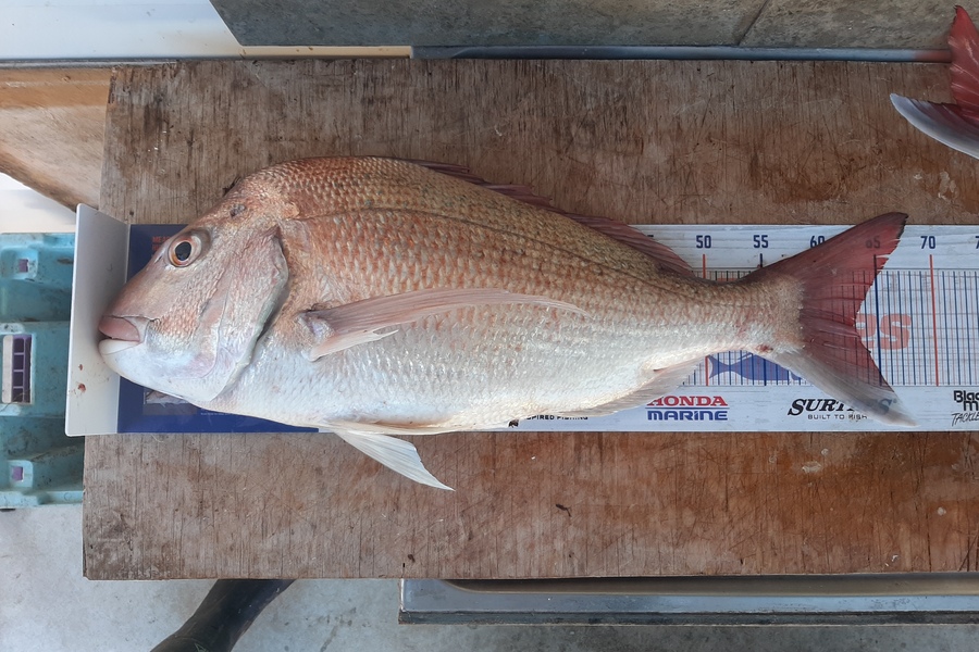 Anita Powell caught this 63.0cm Snapper at Opunake during The Hirepool Baitmates Fishing Comp