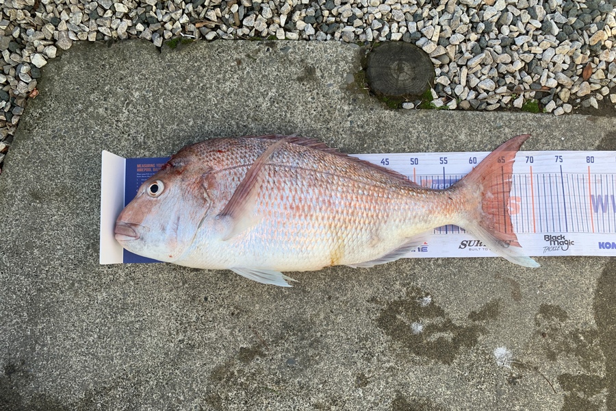 Ollie Meek caught this 65.0cm Snapper at Tasman bay during The Hirepool Baitmates Fishing Comp