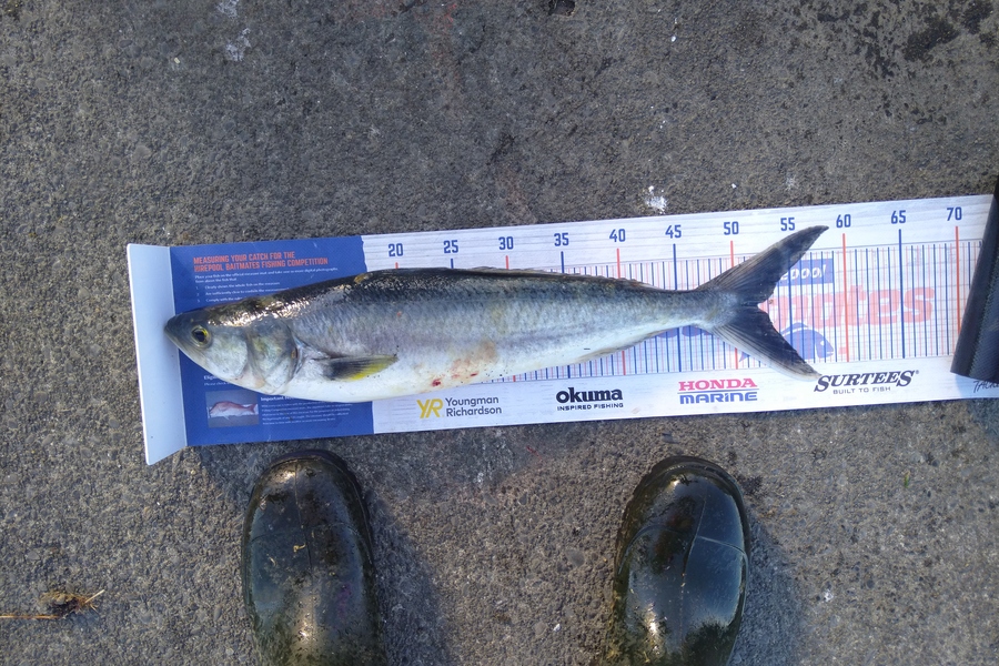 Heath Robinson caught this 52.0cm Kahawai at Patea during The Hirepool Baitmates Fishing Comp