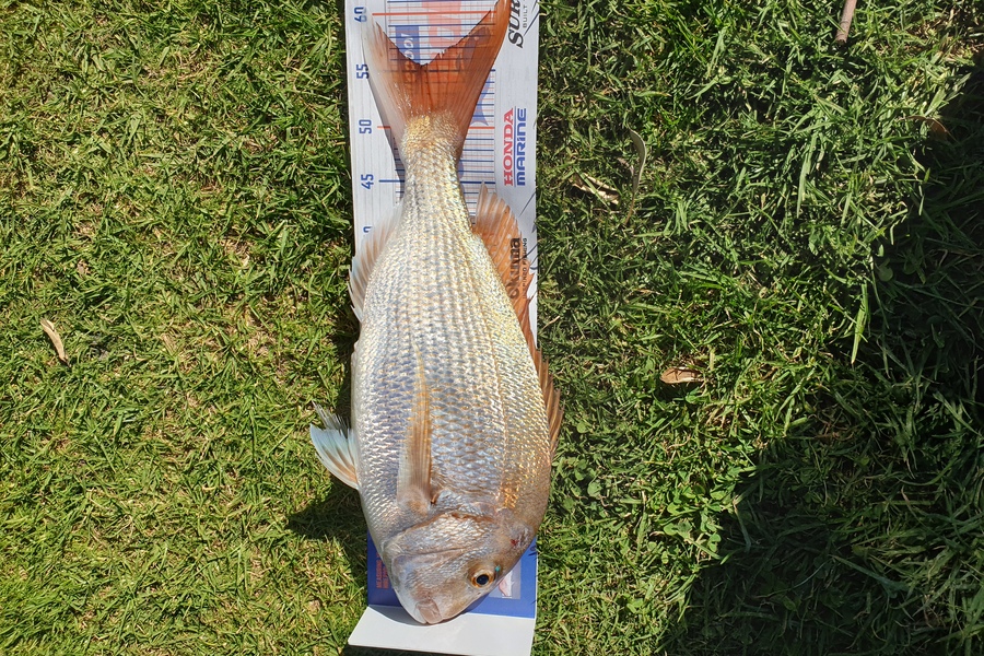 mitch cruse caught this 55.5cm Snapper at matata during The Hirepool Baitmates Fishing Comp