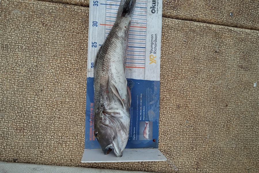 Mike Ashton caught this 37.5cm Blue Cod at Otago harbour during The Hirepool Baitmates Fishing Comp
