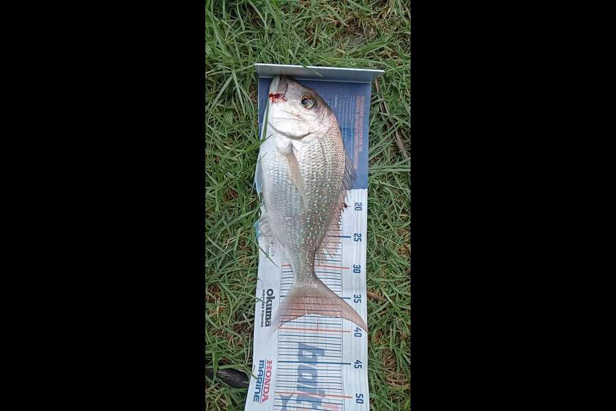 Jayden Cole caught this 37.5cm Snapper at Whangārei heads during The Hirepool Baitmates Fishing Comp