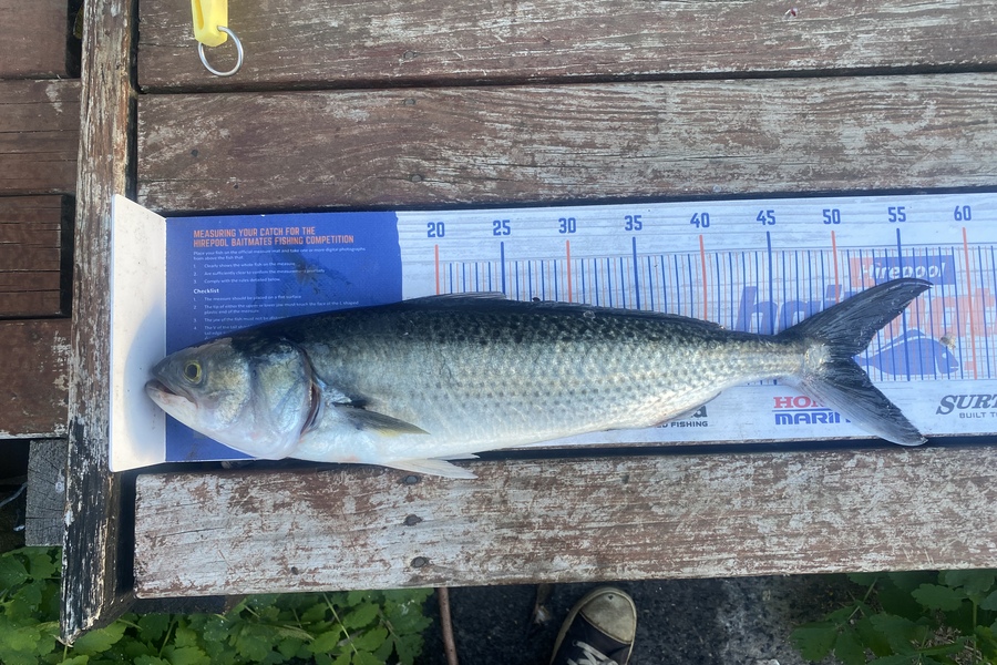 Chris Irving caught this 50.5cm Kahawai at Meola reef during The Hirepool Baitmates Fishing Comp