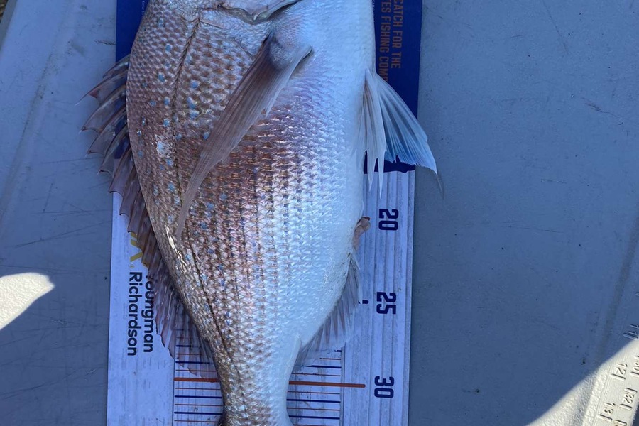 Adam Kenning caught this 38.0cm Snapper at Kapiti during The Hirepool Baitmates Fishing Comp