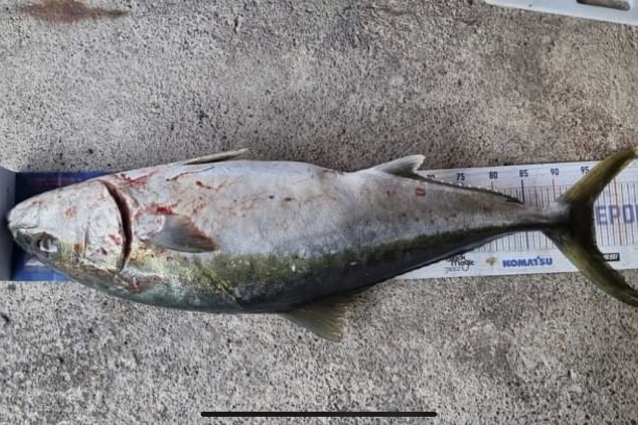 Josh Bolton caught this 95.0cm Kingfish at Wellington during The Hirepool Baitmates Fishing Comp