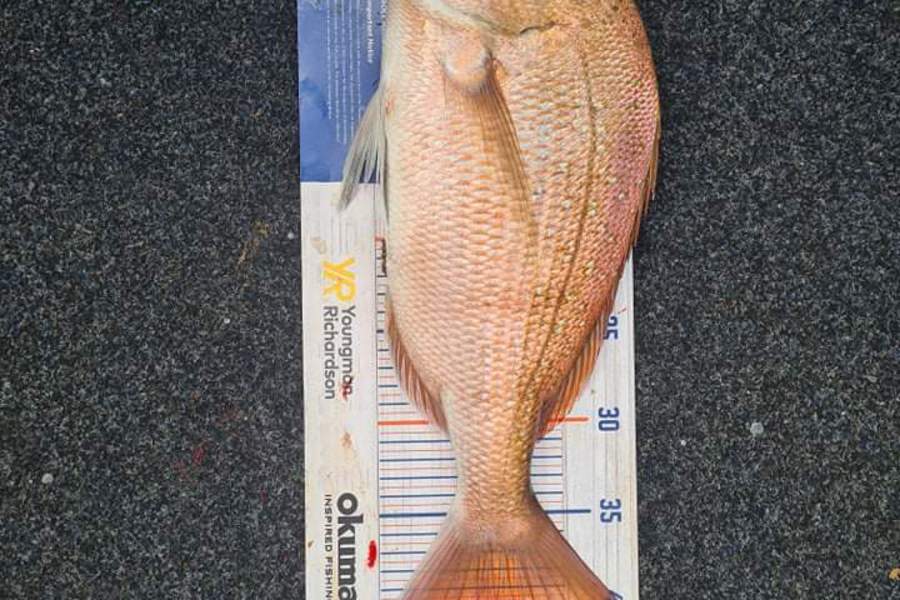 Elijah Capper caught this 40.0cm Snapper at Waikawau Mussel farms  during The Hirepool Baitmates Fishing Comp