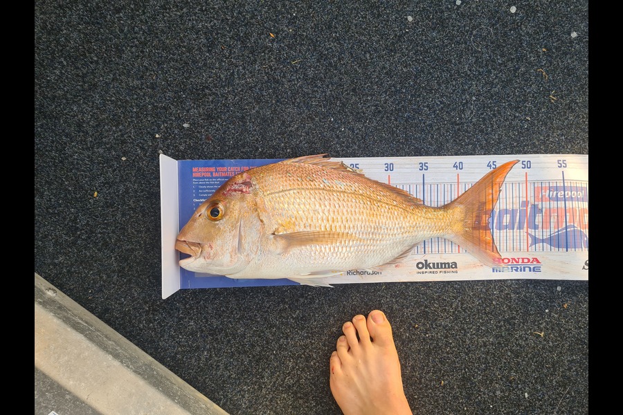 Josh Capper caught this 44.5cm Snapper at Waikawau mussel farms during The Hirepool Baitmates Fishing Comp