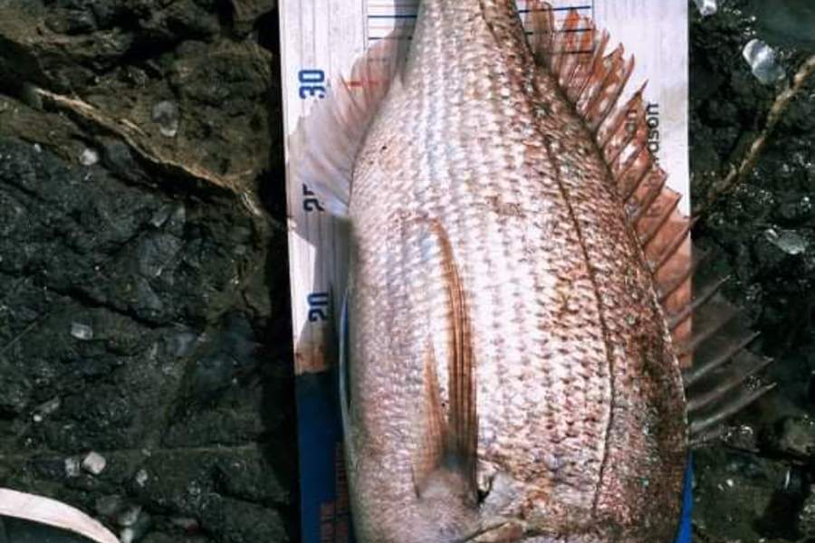 Karn Godfrey caught this 41.0cm Snapper at Henderson bay during The Hirepool Baitmates Fishing Comp