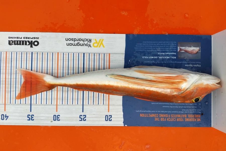 Wayne Farrow caught this 36.0cm Gurnard at Whakatane during The Hirepool Baitmates Fishing Comp