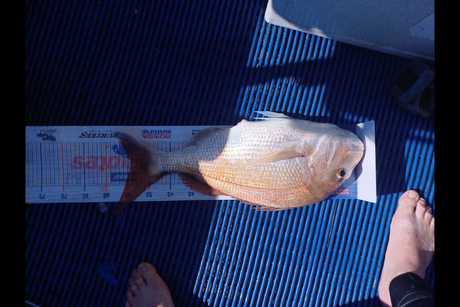 Brendon Iremonger caught this 54.0cm Snapper at Patea during The Hirepool Baitmates Fishing Comp
