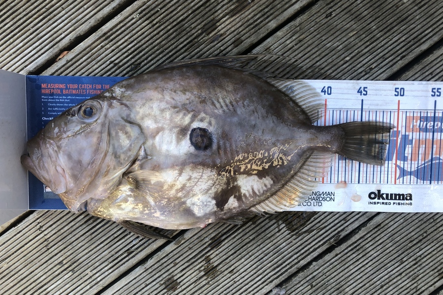 Andrew Froome caught this 48.5cm John Dory at Port Taranaki  during The Hirepool Baitmates Fishing Comp