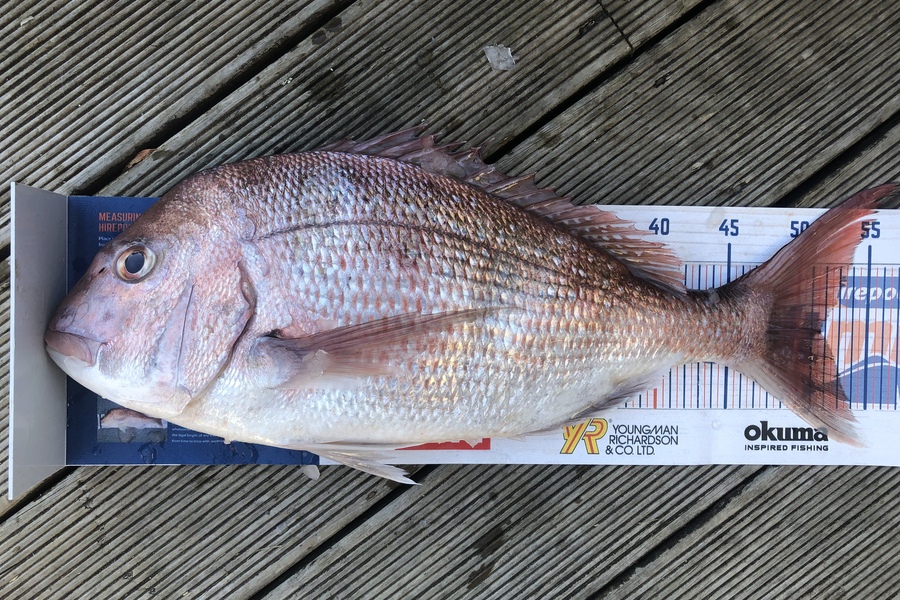 Andrew Froome caught this 51.5cm Snapper at Port Taranaki  during The Hirepool Baitmates Fishing Comp