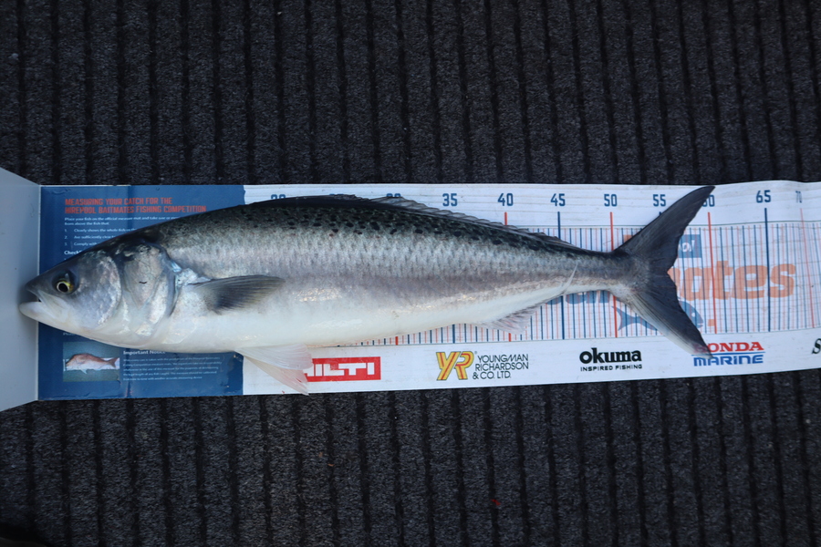 Mark Cotton caught this 55.0cm Kahawai at Tasman Bay during The Hirepool Baitmates Fishing Comp