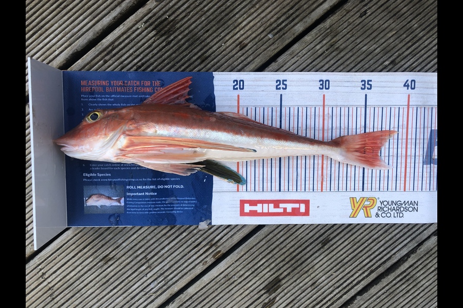 Andrew Froome caught this 36.5cm Gurnard at Port Taranaki  during The Hirepool Baitmates Fishing Comp
