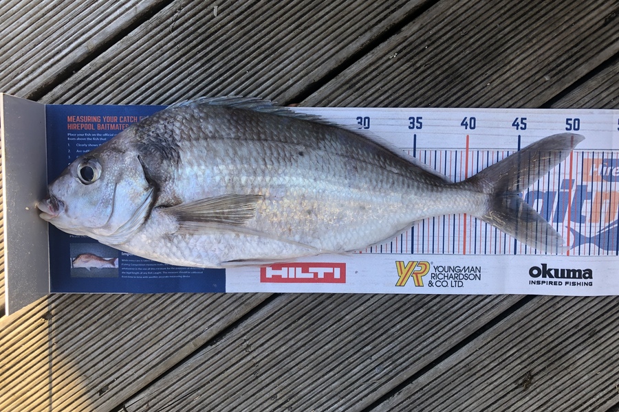 Andrew Froome caught this 45.0cm Tarakihi at Port Taranaki  during The Hirepool Baitmates Fishing Comp