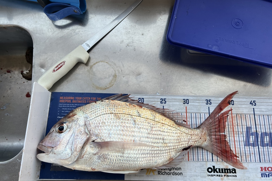 James Brad caught this 38.0cm Snapper at Taranaki during The Hirepool Baitmates Fishing Comp