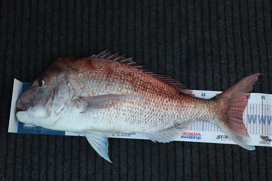 Mark Cotton caught this 78.5cm Snapper at Tasman Bay during The Hirepool Baitmates Fishing Comp