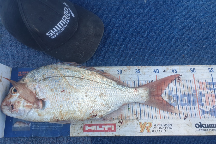 Rodney Niven caught this 40.5cm Snapper at Wellington  during The Hirepool Baitmates Fishing Comp