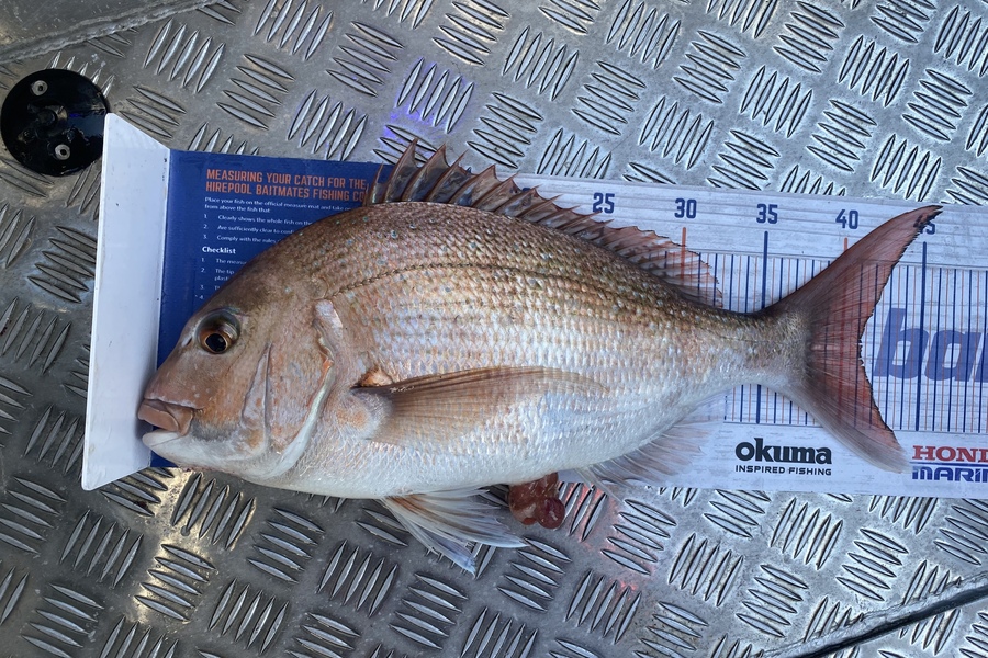 Jason Anderson caught this 41.0cm Snapper at Marlborough Sounds during The Hirepool Baitmates Fishing Comp