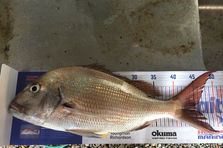 Pete Ansell caught this 45.5cm Snapper at East cape  during The Hirepool Baitmates Fishing Comp